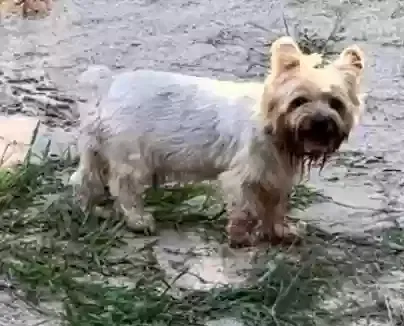 Lost dog in Willis, TX, 77378