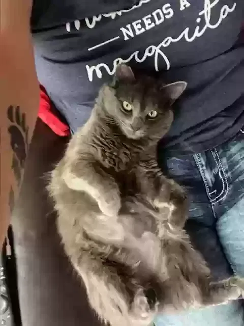 Lost cat in Conway, AR, 72032
