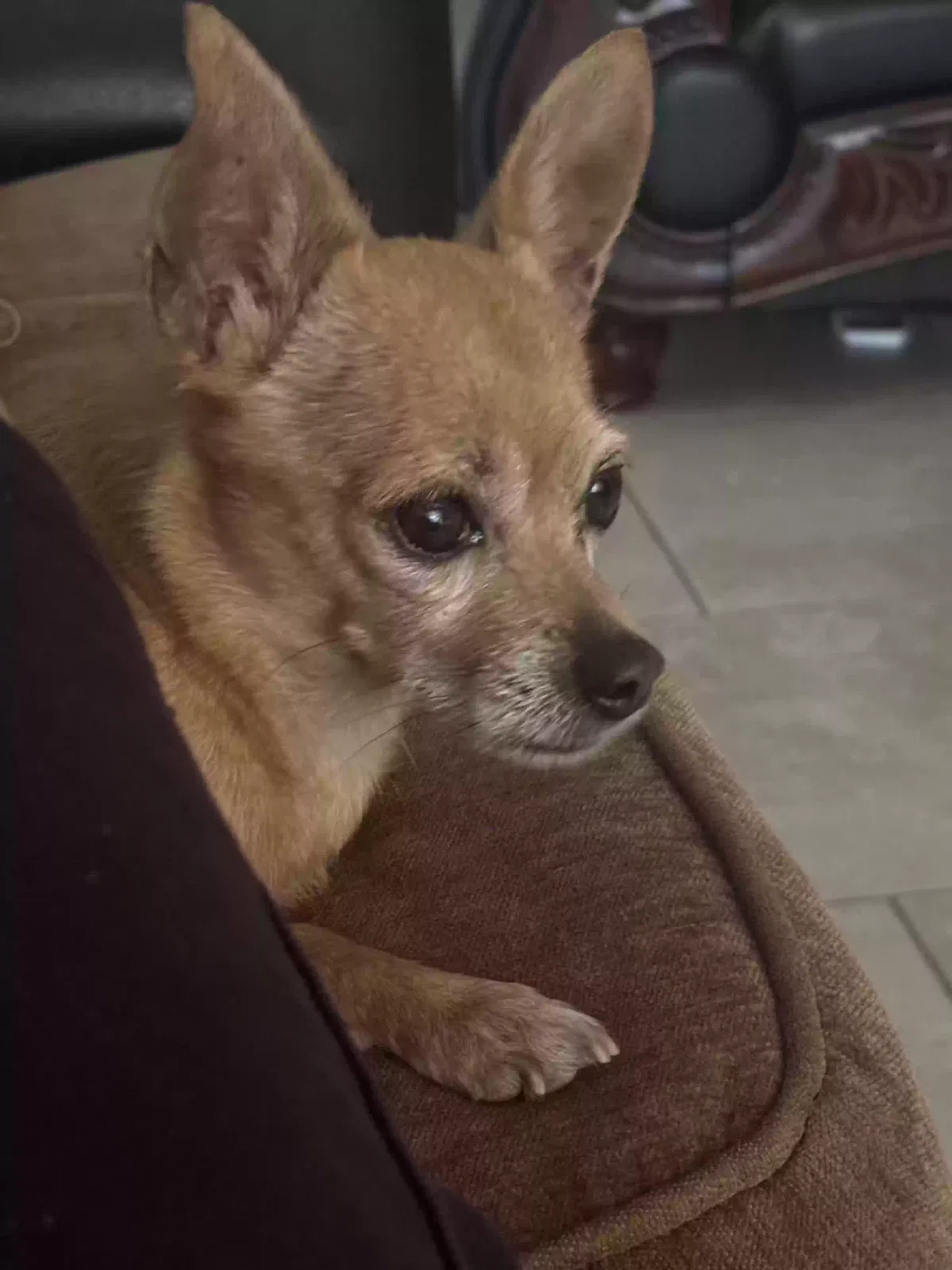 Lost dog in Glendale, AZ, 85304