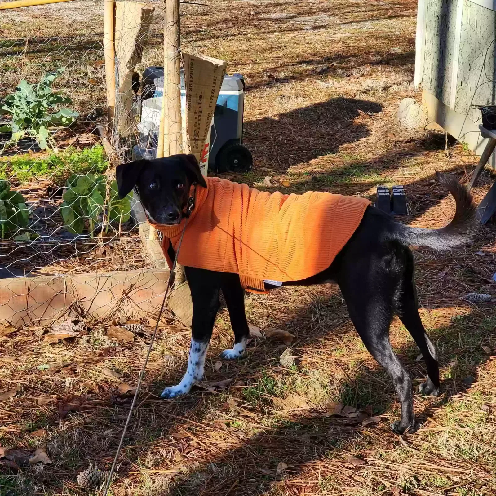 Lost dog in Douglasville, GA, 30134