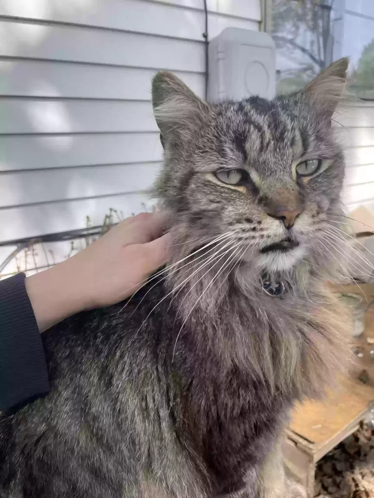 Lost cat in Cleveland, OH, 44135