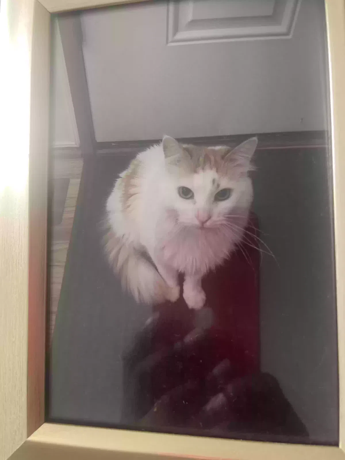 Lost cat in Romeoville, IL, 60446