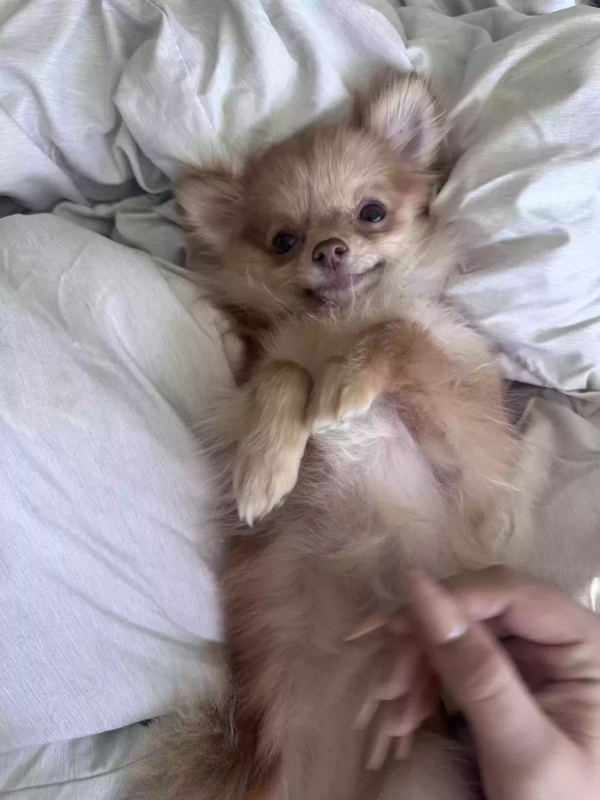 Lost dog in Salt Lake City, UT, 84119