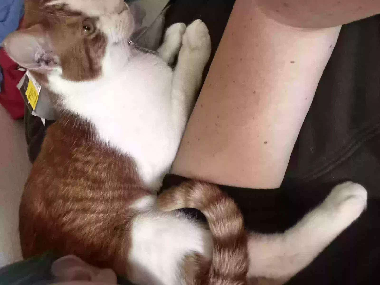 Lost cat in Visalia, CA, 93277