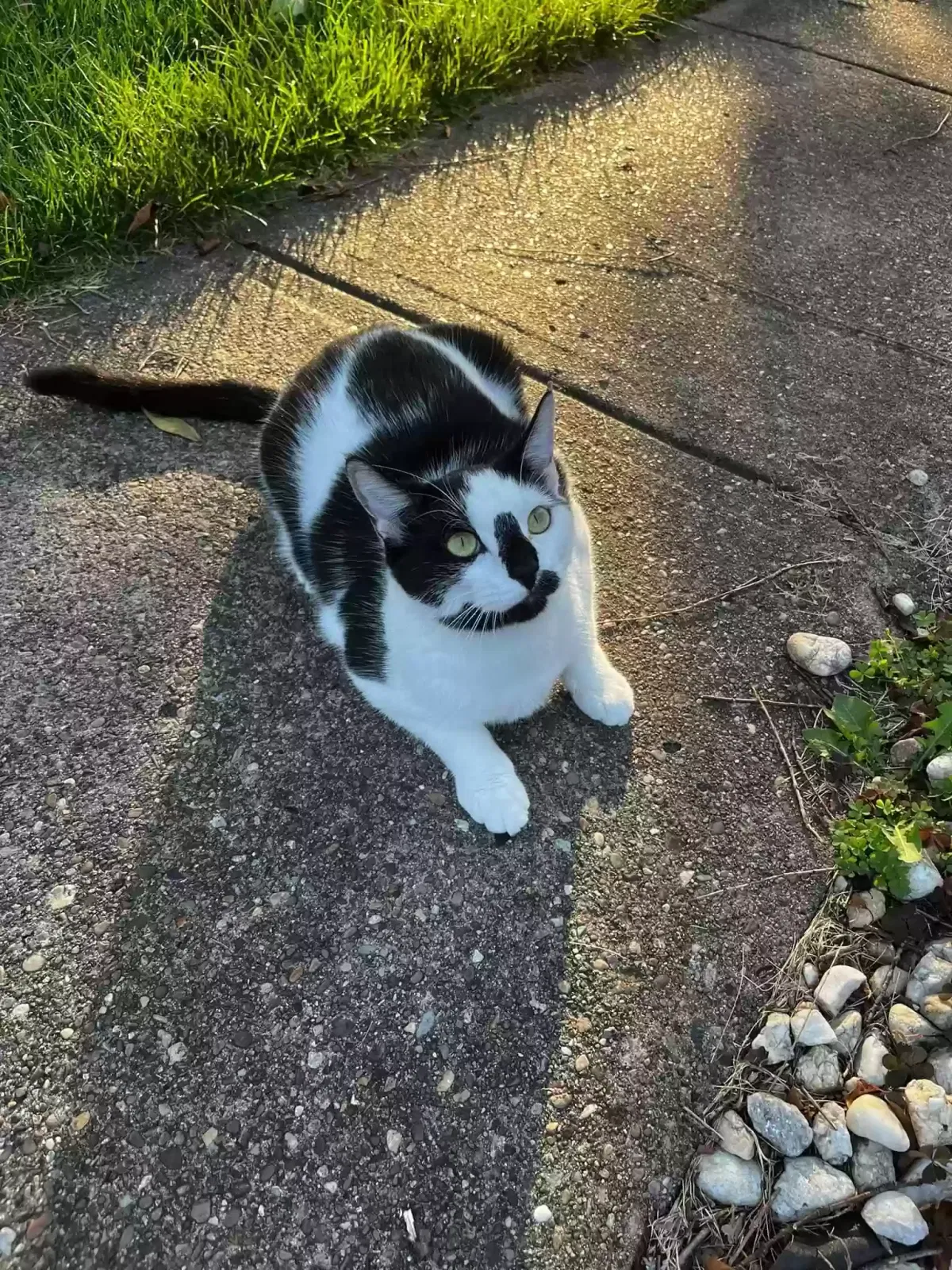 Lost cat in South Park, PA, 15129