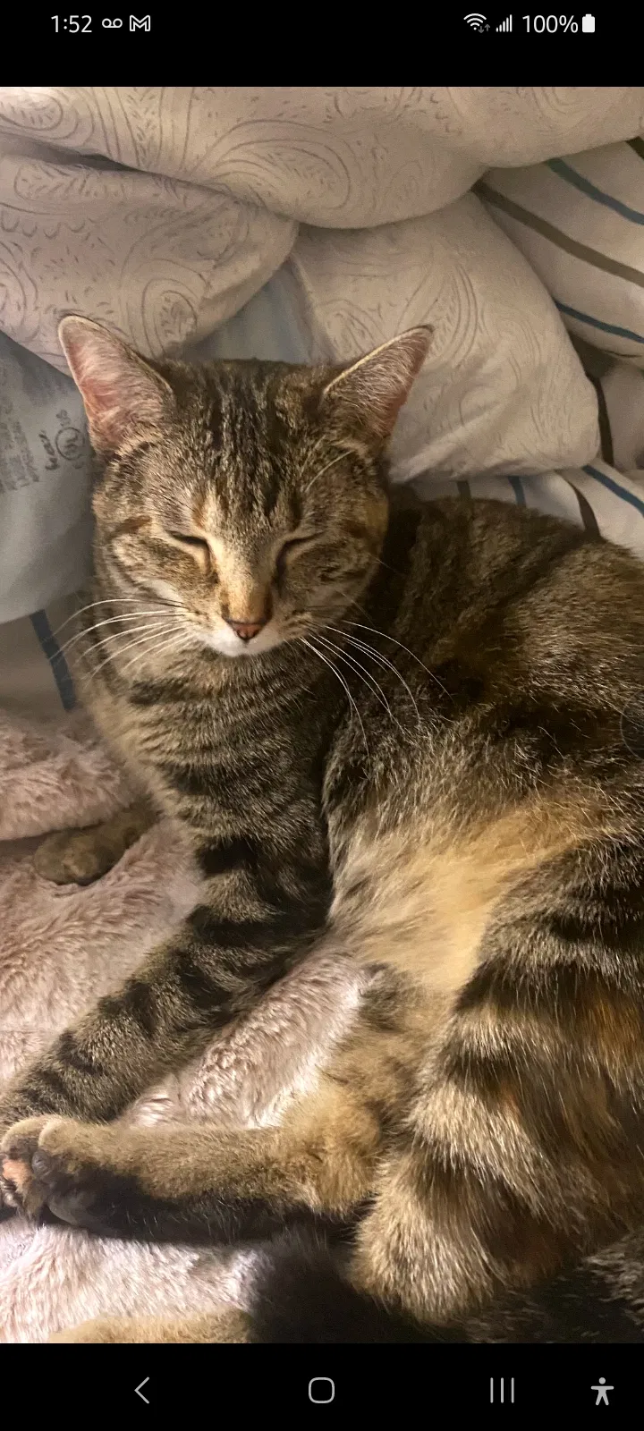 Lost cat in Olive Branch, MS, 38654