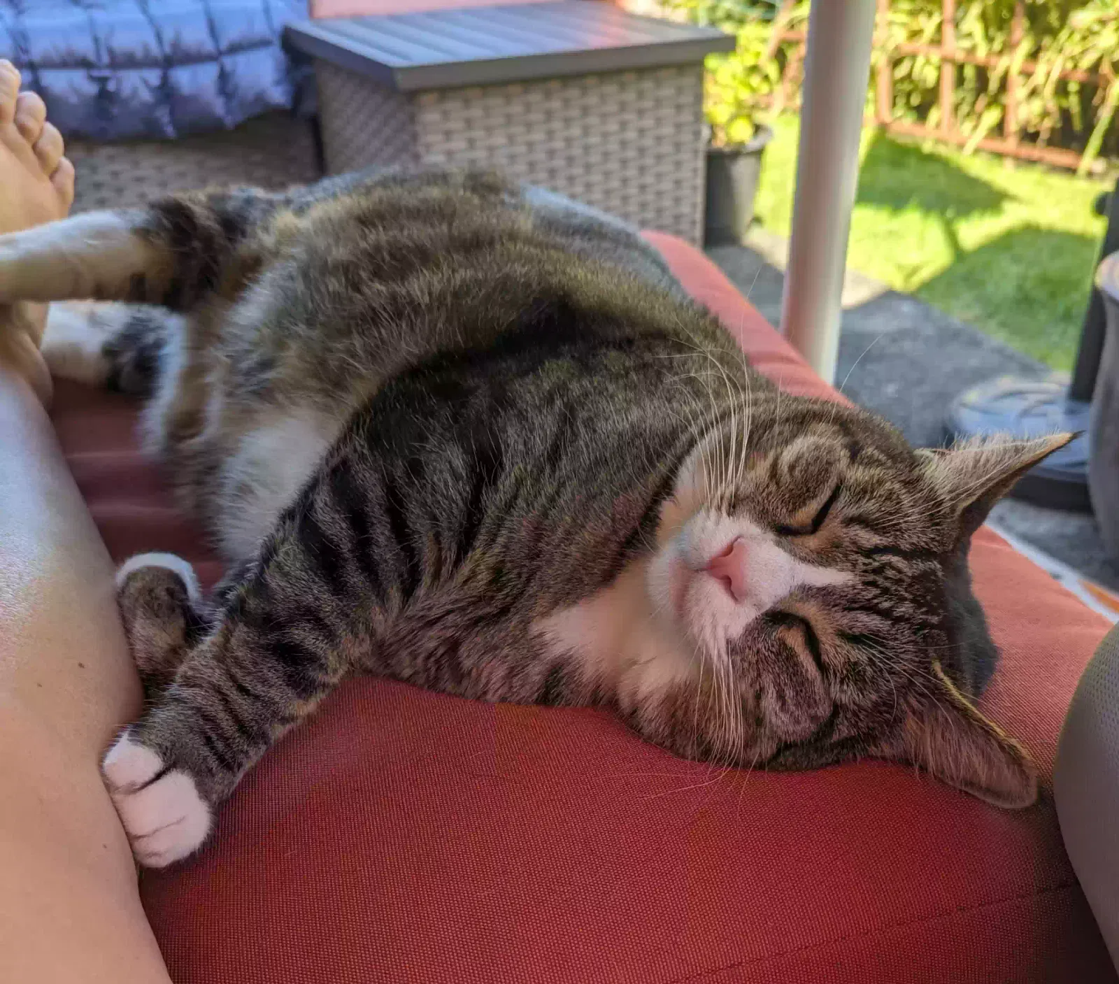Lost cat in Vancouver, WA, 98664