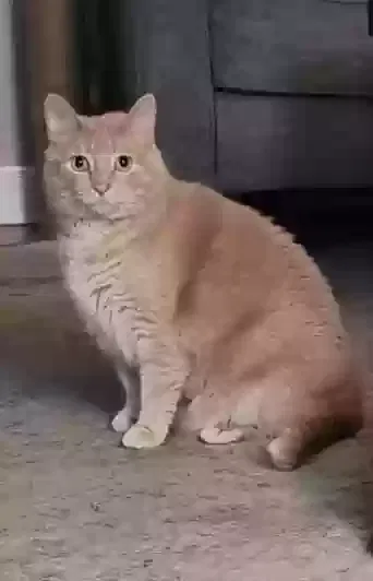 Lost cat in Johns Island, SC, 29455