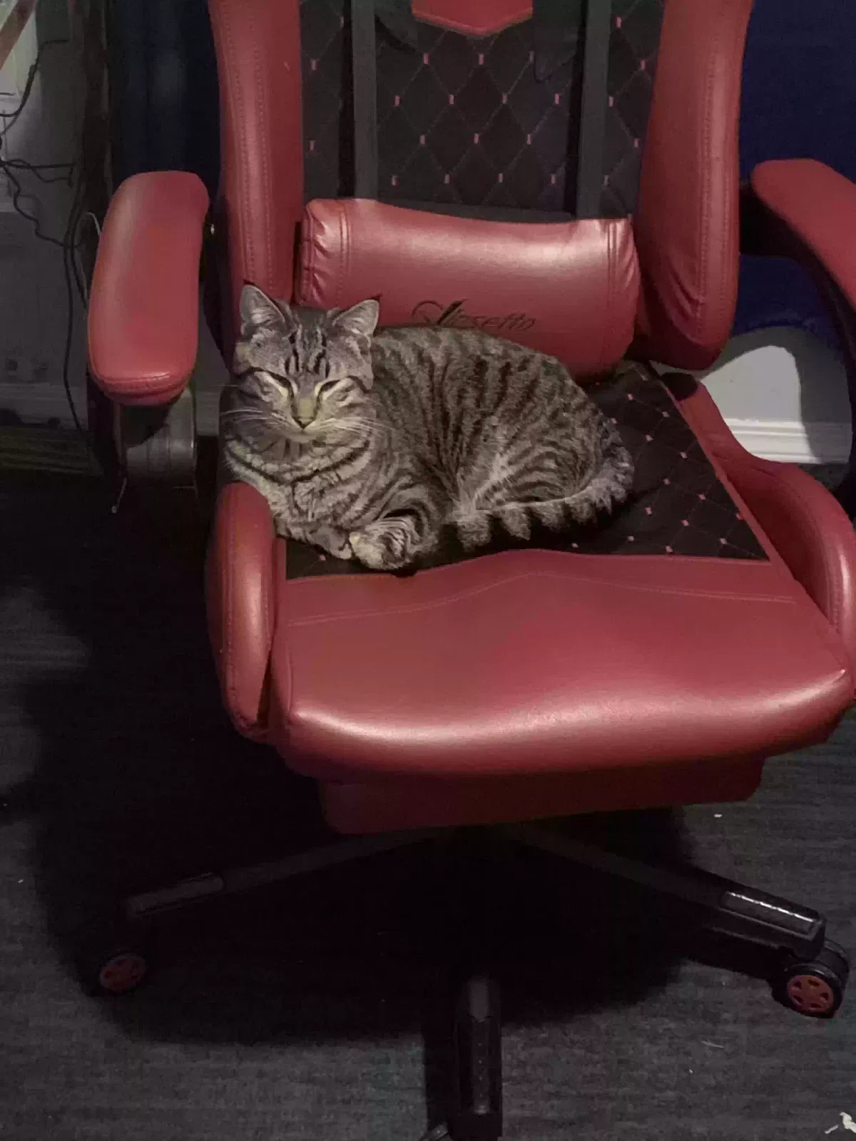 Lost cat in Oak Harbor, WA, 98277
