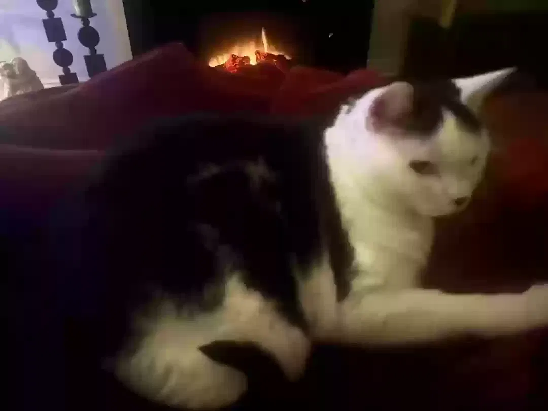 Lost cat in Auburn Hills, MI, 48326