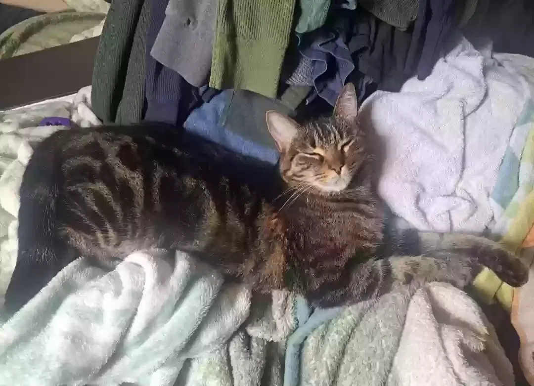 Lost cat in Riverside, CA, 92507