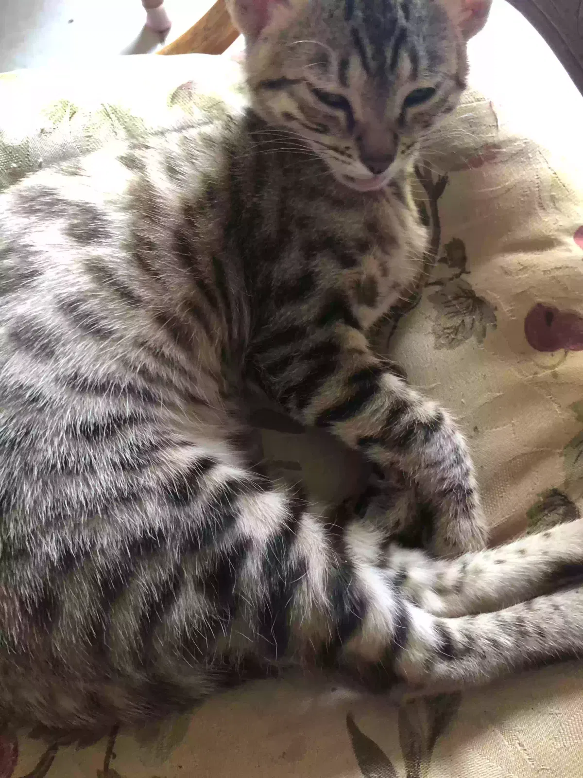Lost cat in Sacramento, CA, 95826