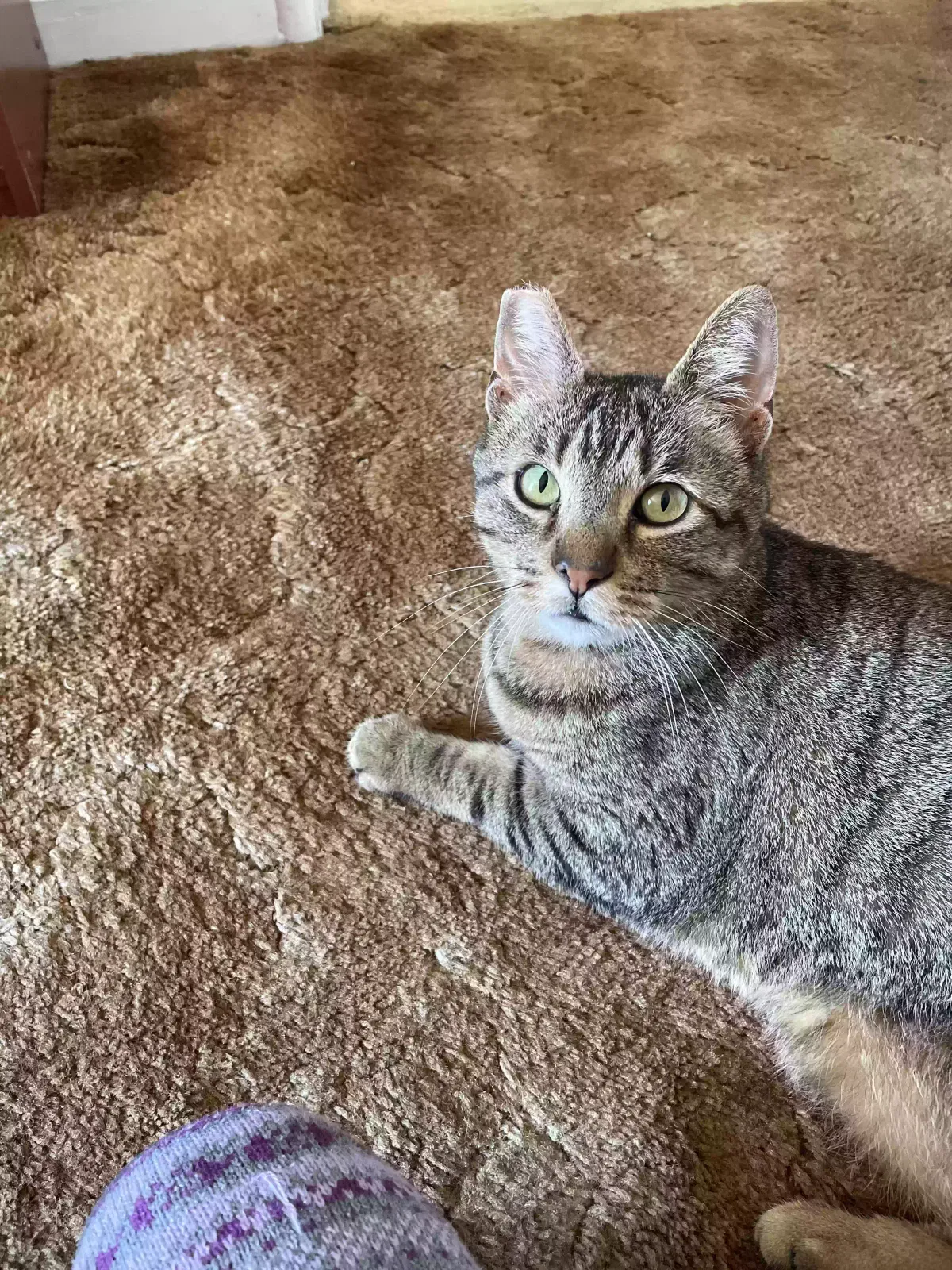 Lost cat in Rodeo, CA, 94572