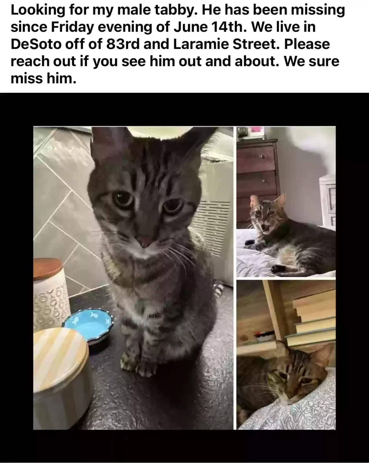 Lost cat in De Soto, KS, 66018