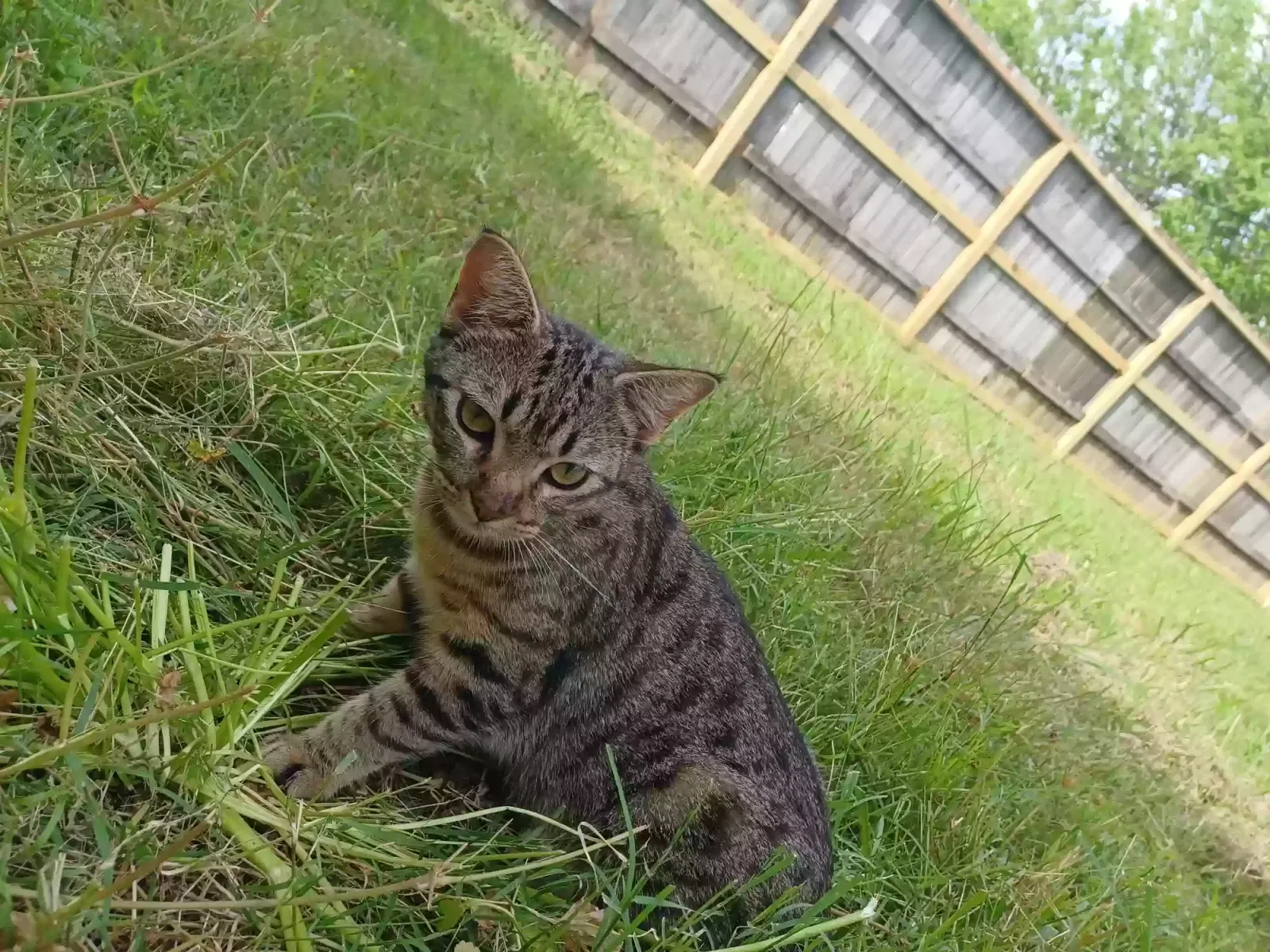 Lost cat in Texas City, TX, 77590