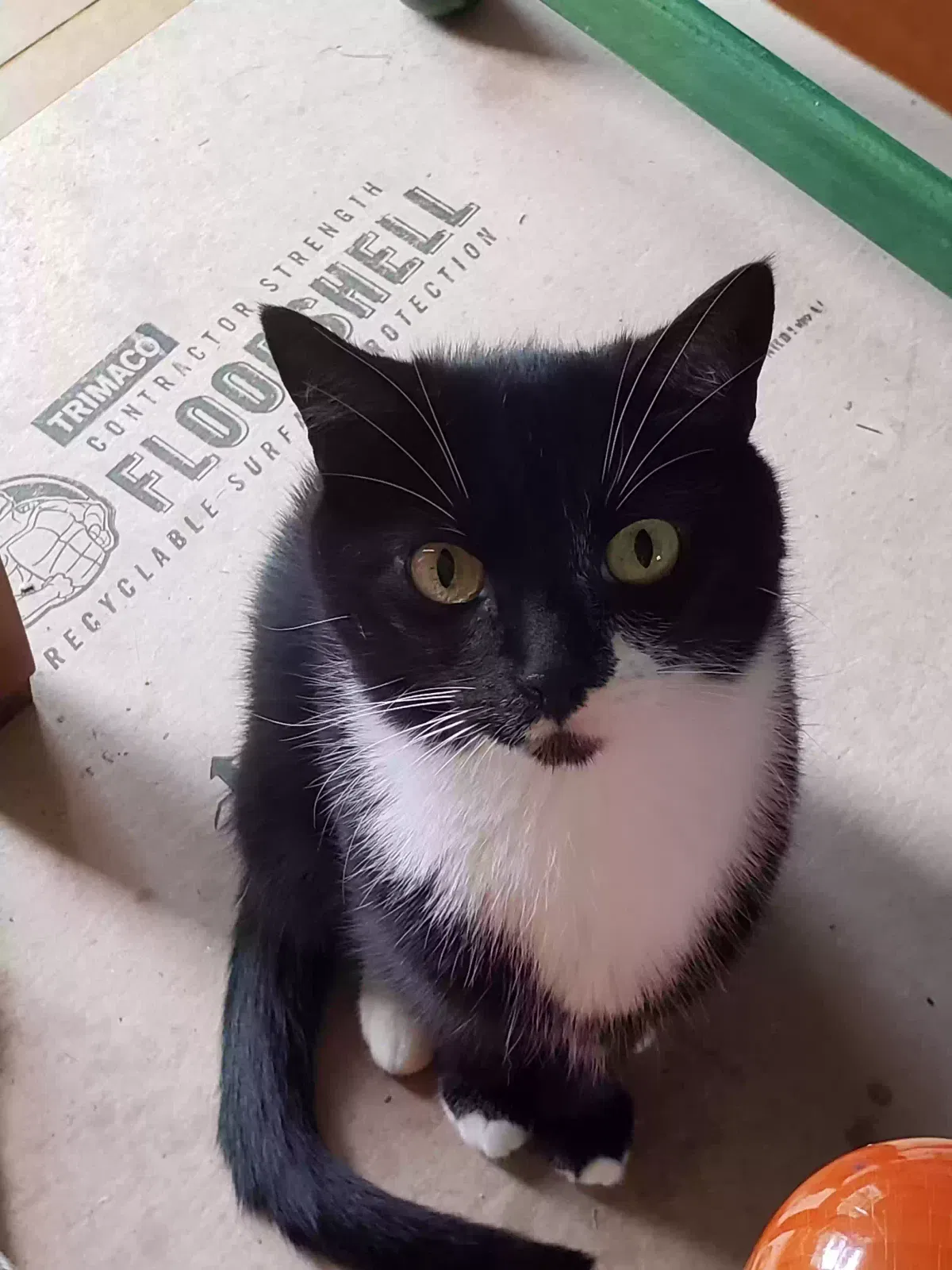 Lost cat in West Chester, OH, 45069