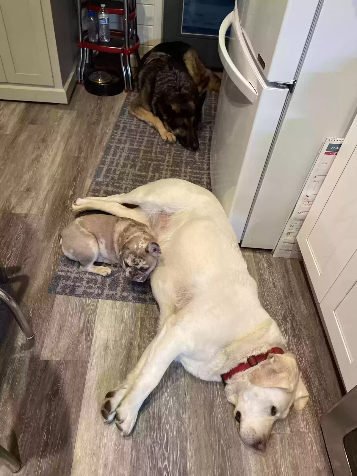 Lost dog in Morton, WA, 98356