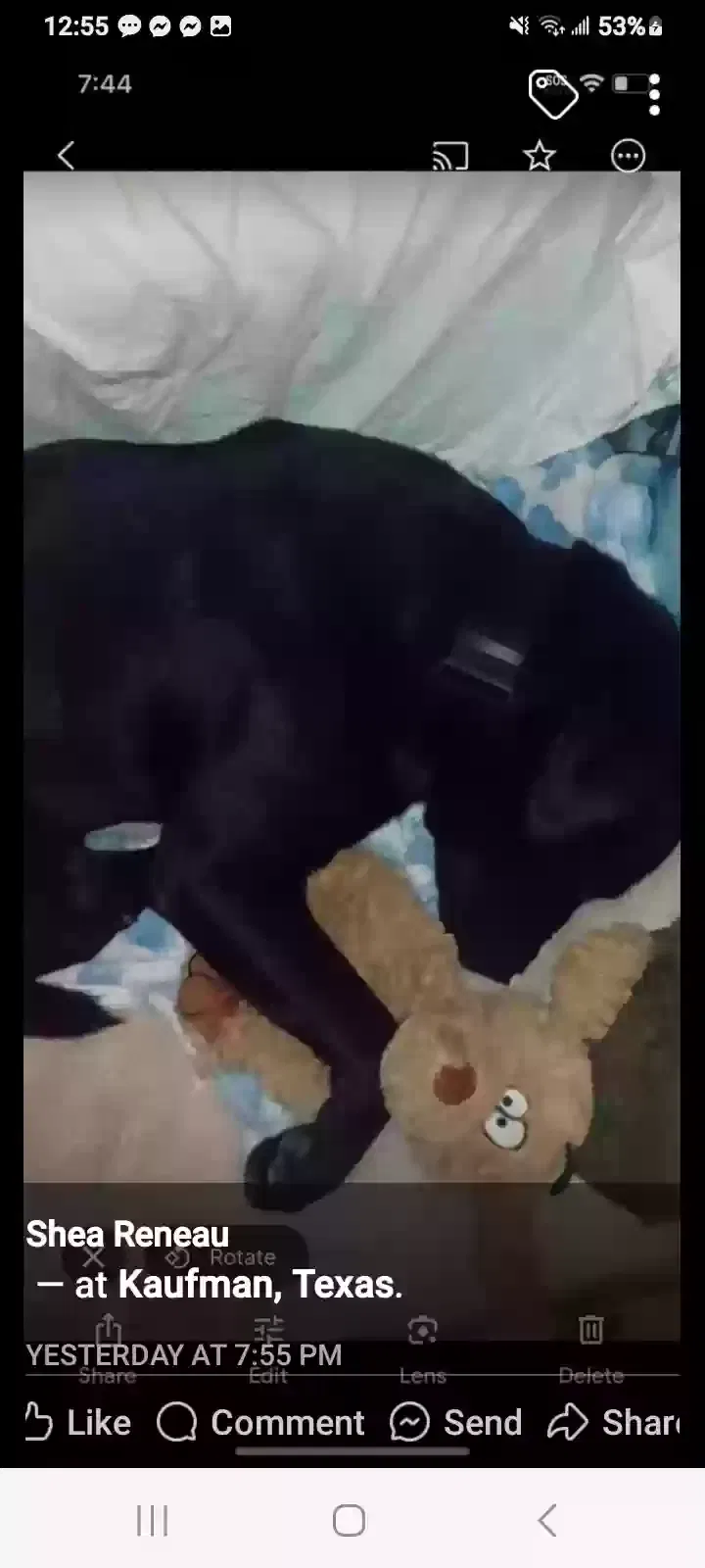 Lost dog in Mabank, TX, 75147