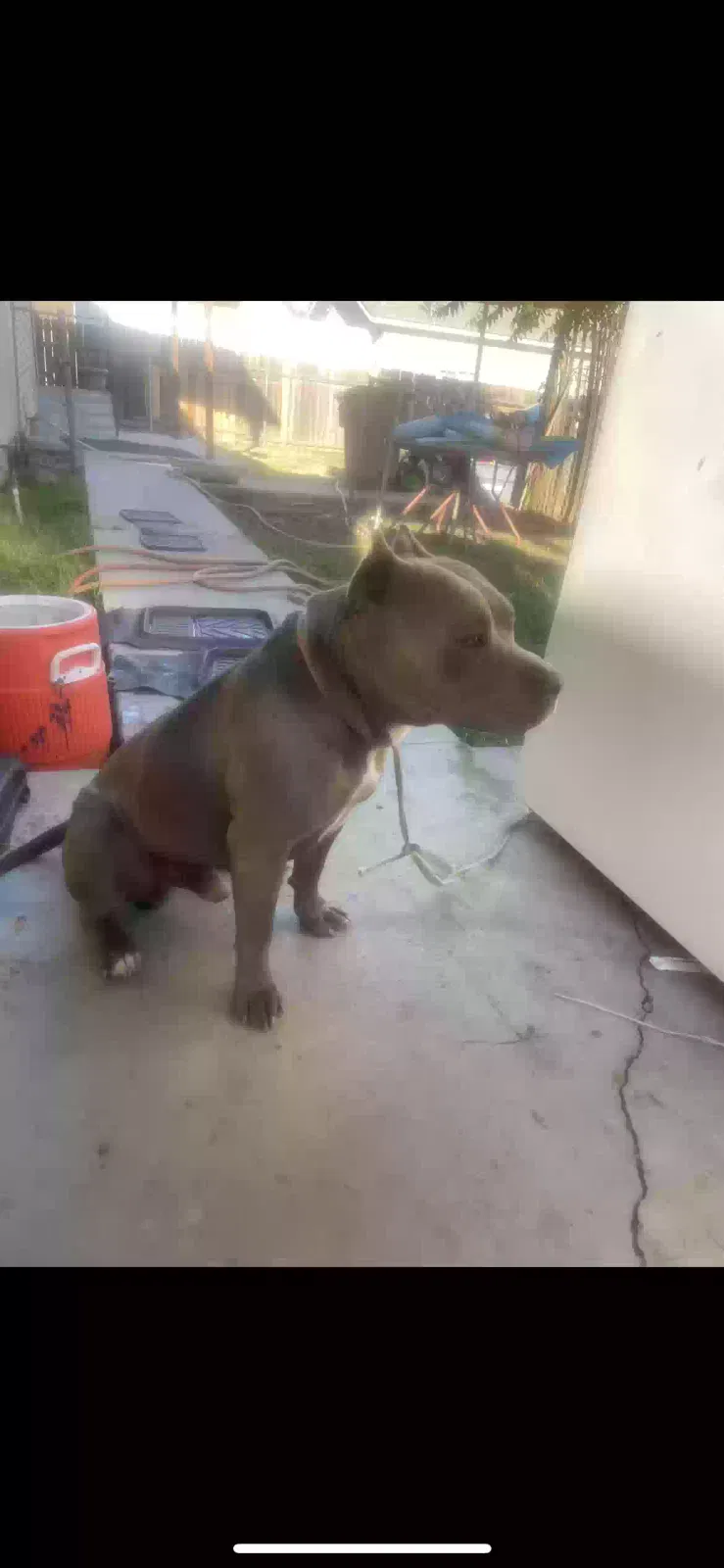Found dog in Bakersfield, CA, 93308