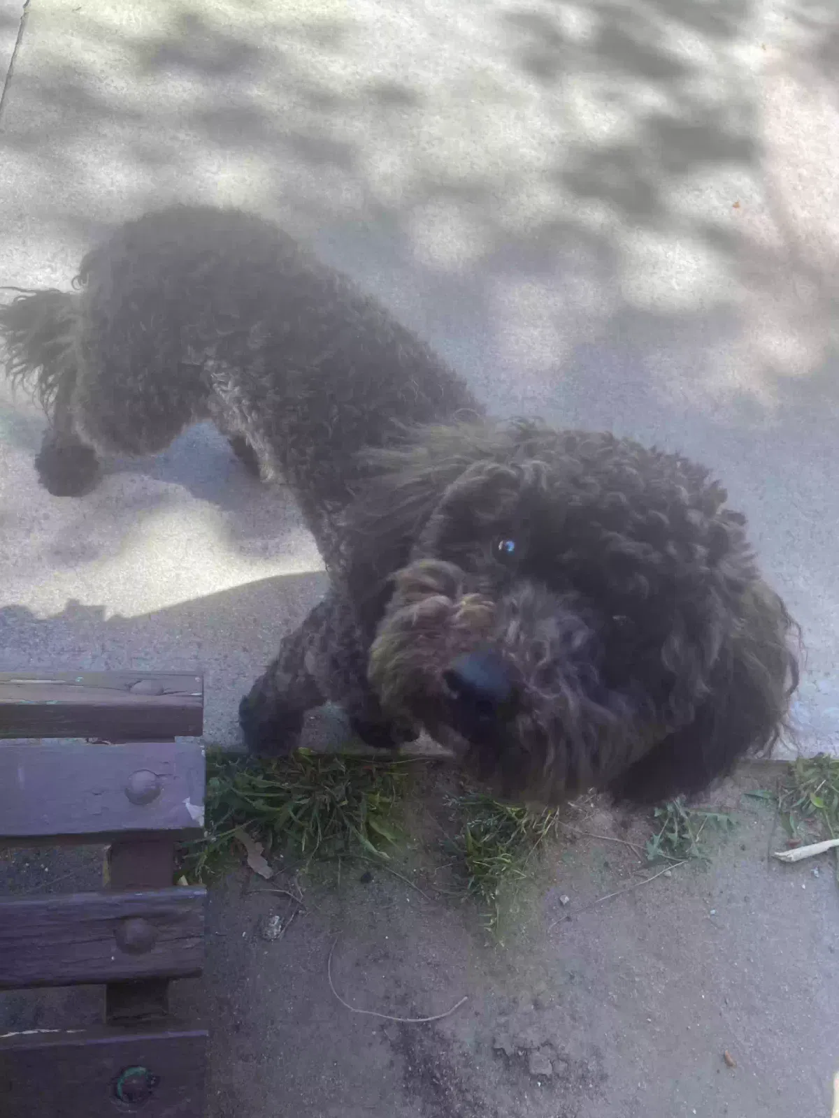 Lost dog in Encino, CA, 91436