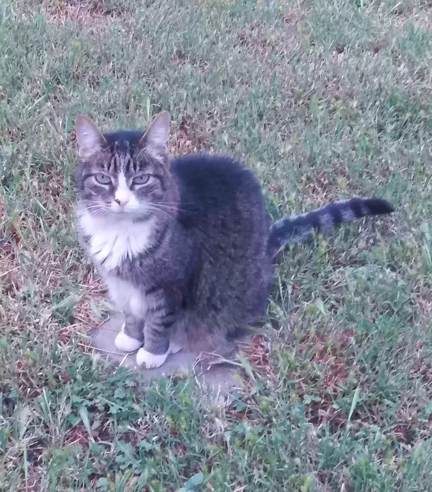 Lost cat in Northridge, CA, 91325