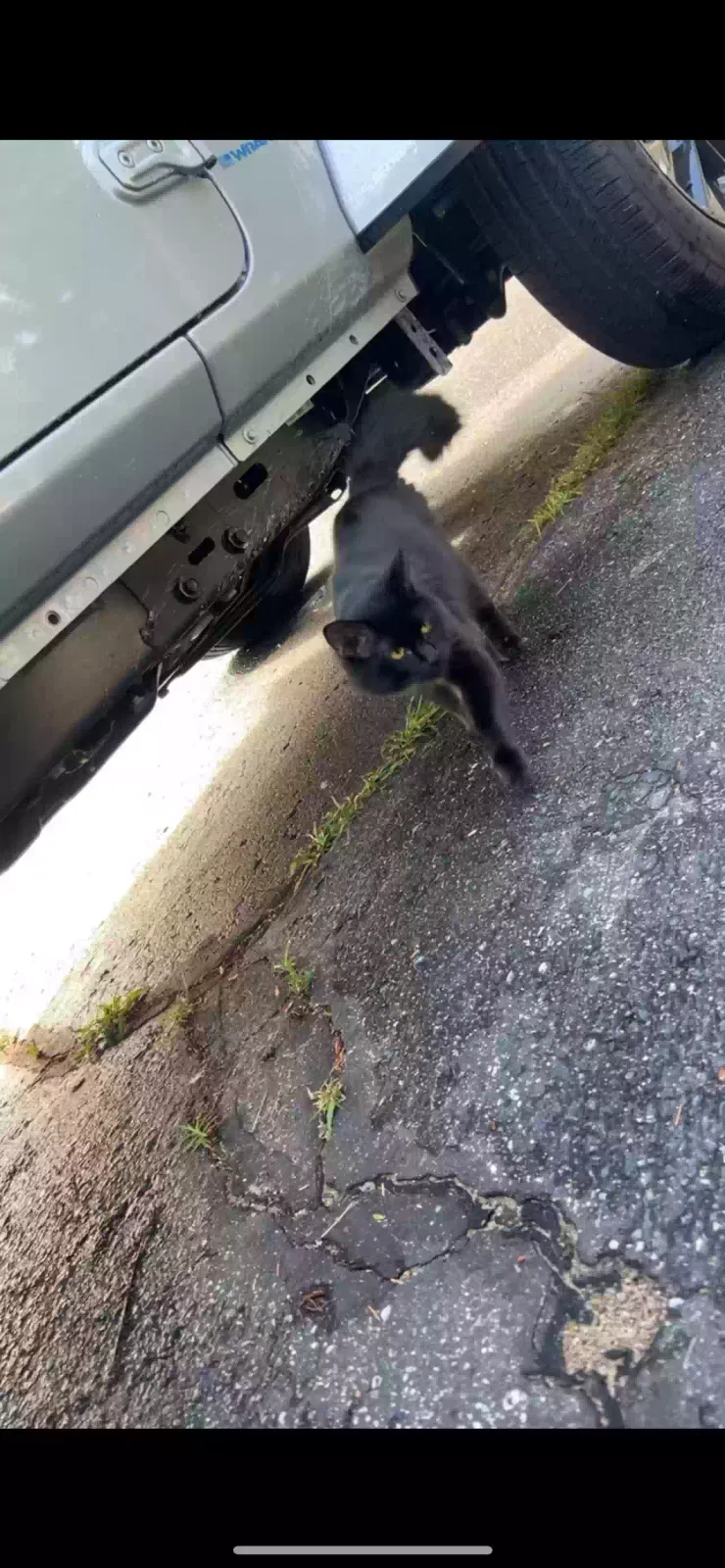 Lost cat in Portage, MI, 49002