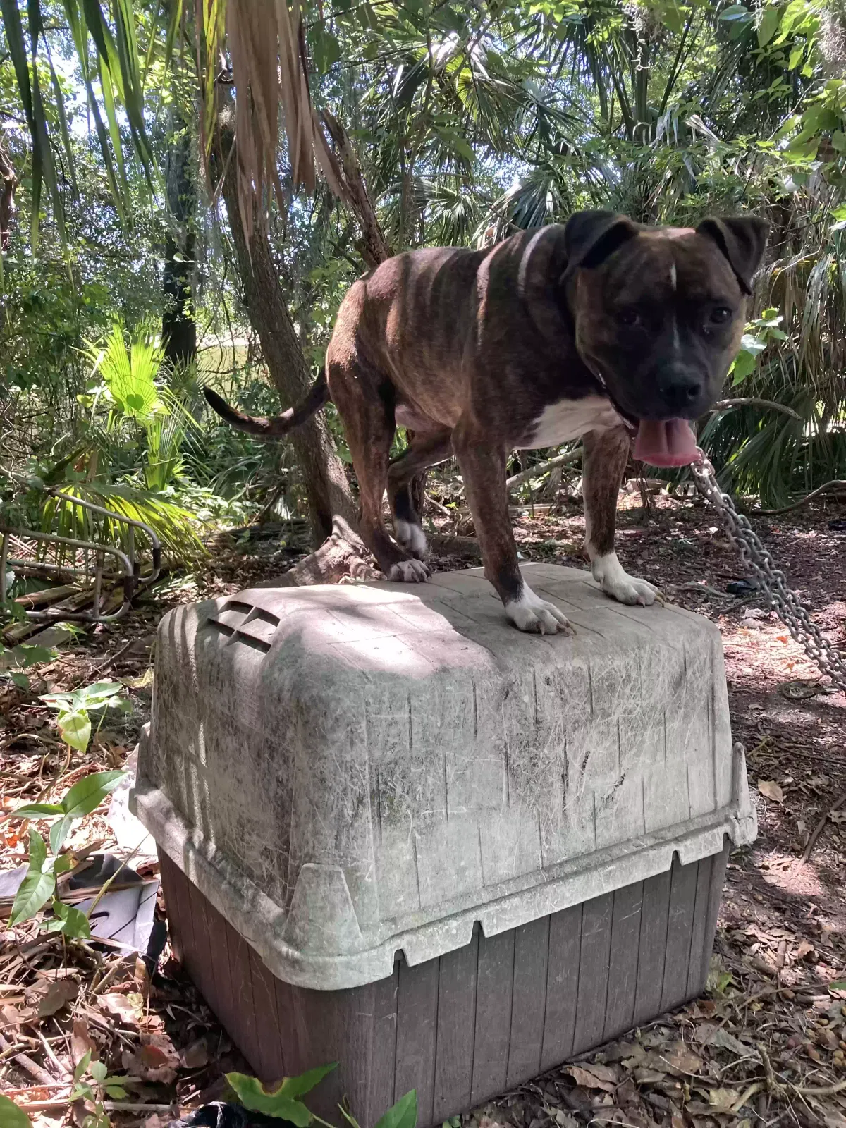 Lost dog in Hastings, FL, 32145