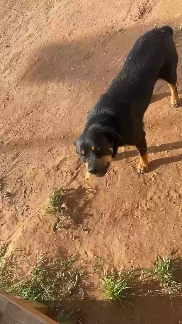 Lost dog in Ropesville, TX, 79358