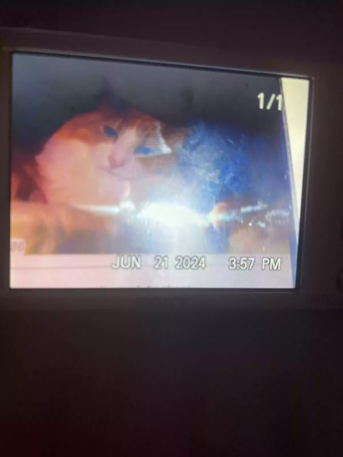 Lost cat in Petaluma, CA, 94954