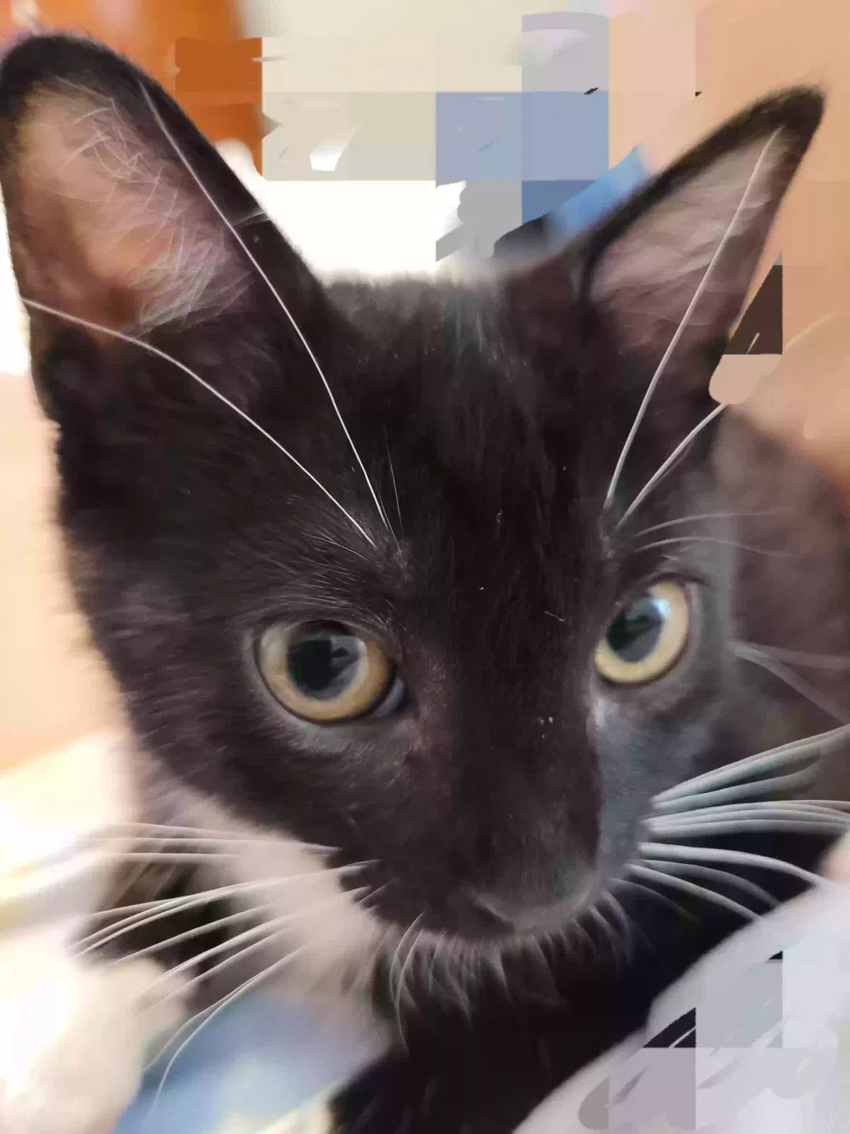 Found cat in Macon, GA, 31201