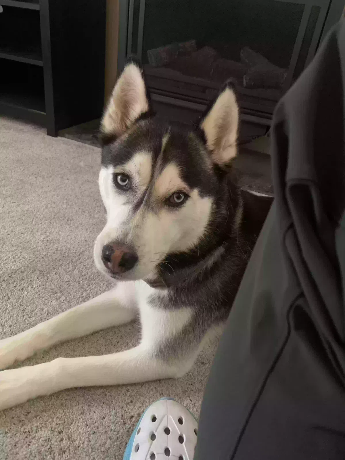 Lost dog in Westfield Center, OH, 44251