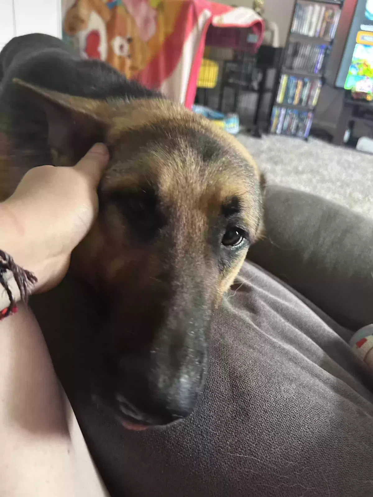 Found dog in Winston Salem, NC, 27107