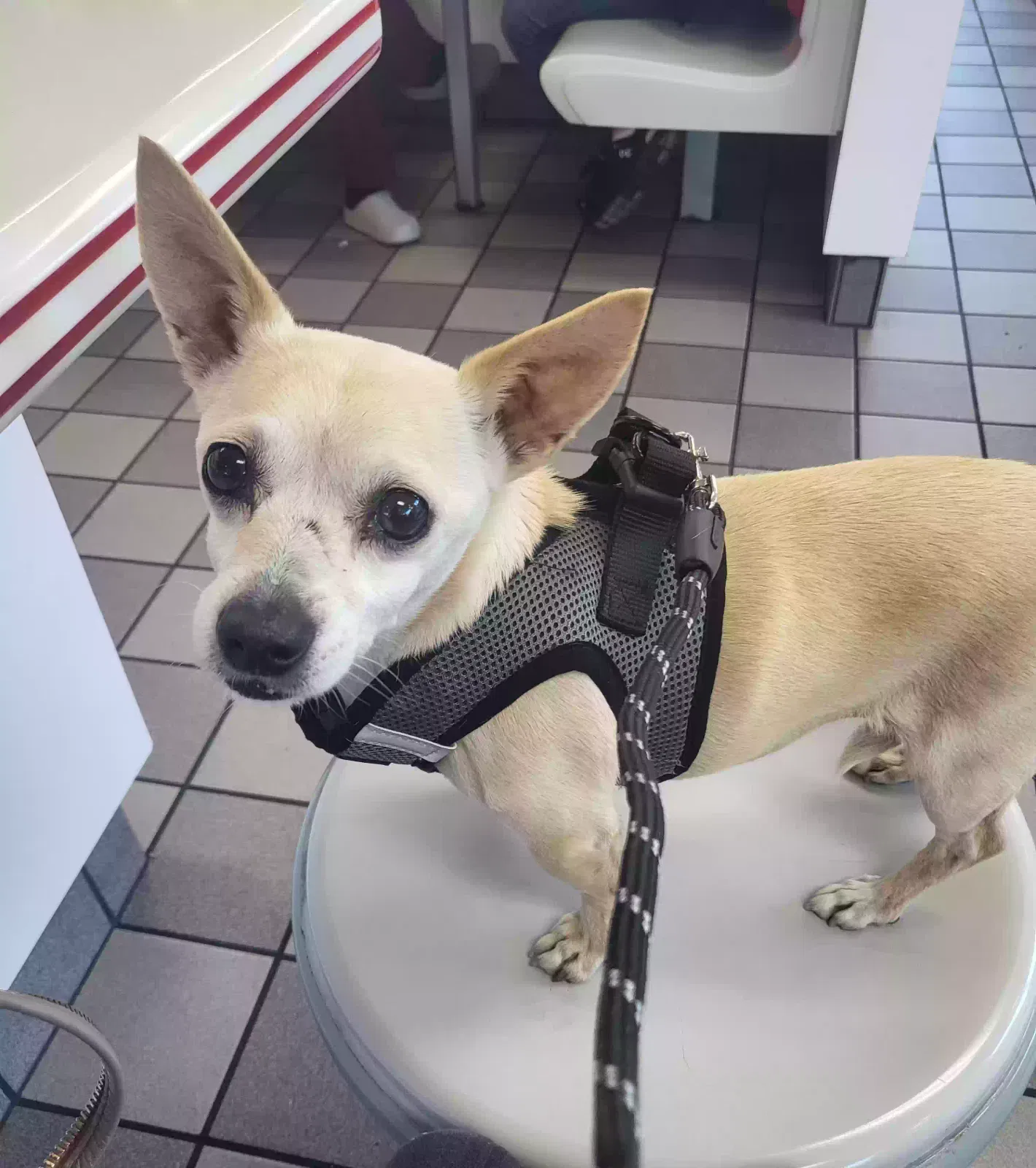 Lost dog in Redwood City, CA, 94063