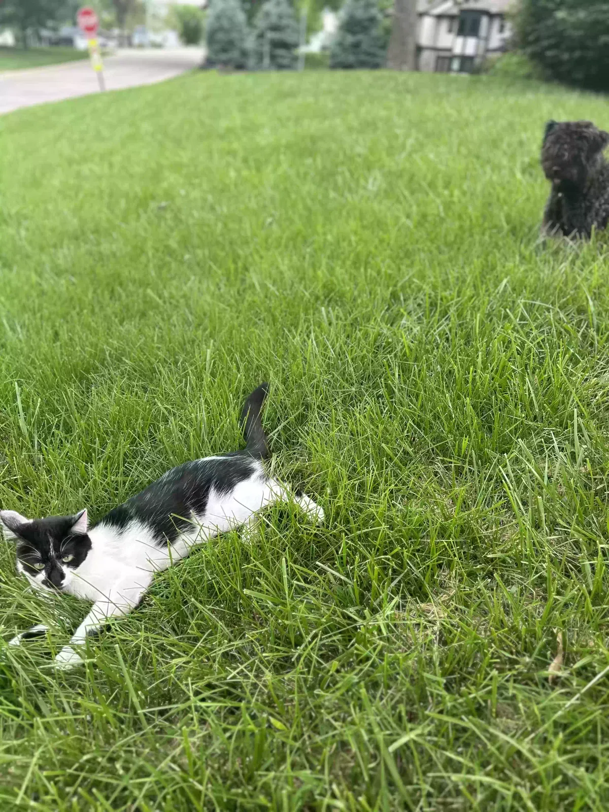 Lost cat in Wamego, KS, 66547