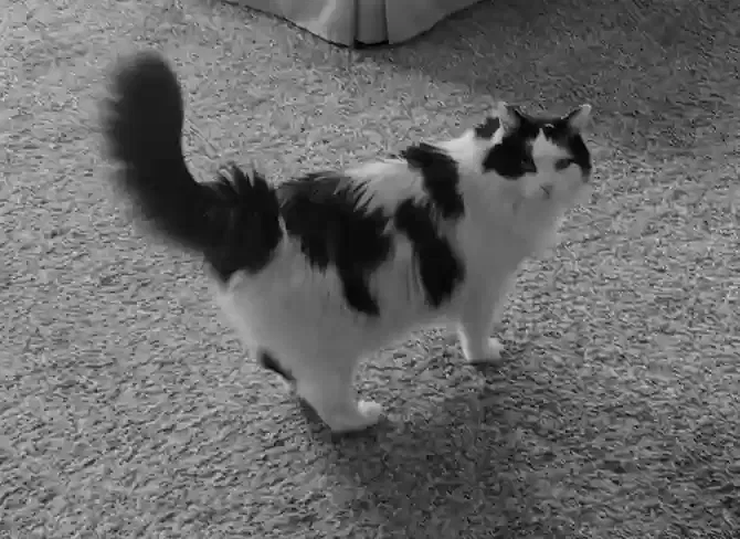 Lost cat in Streamwood, IL, 60107