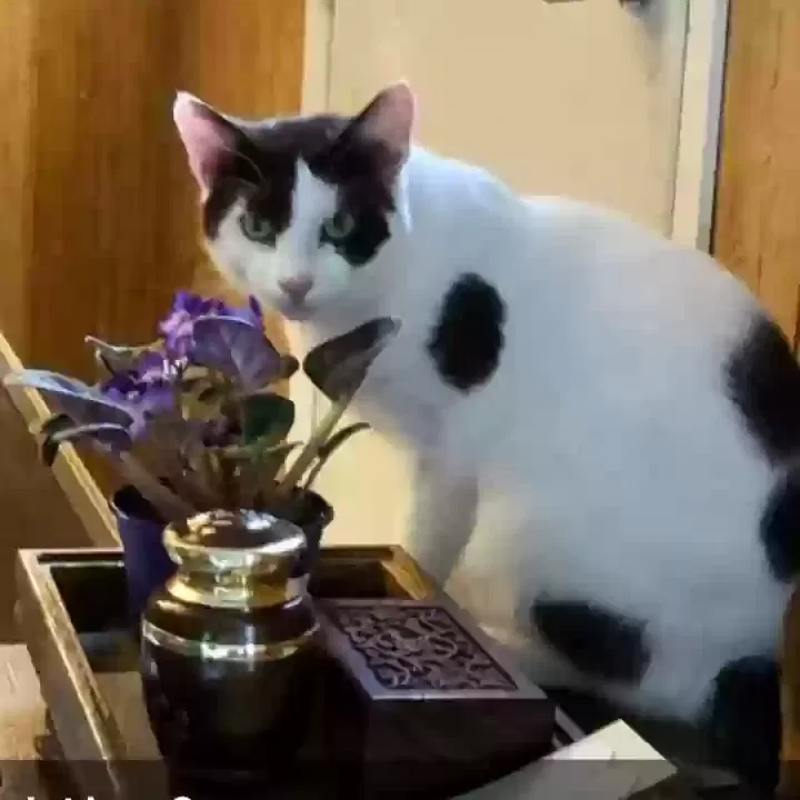 Lost cat in New Haven, KY, 40051