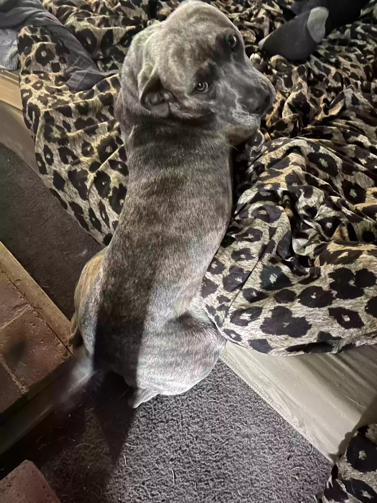 Lost dog in Edgewood, NM, 87015