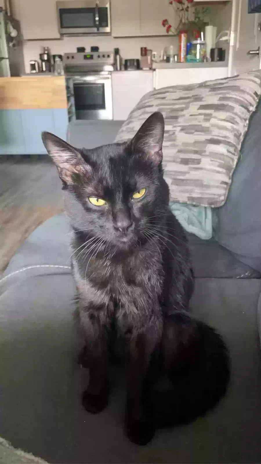 Lost cat in El Mirage, AZ, 85335