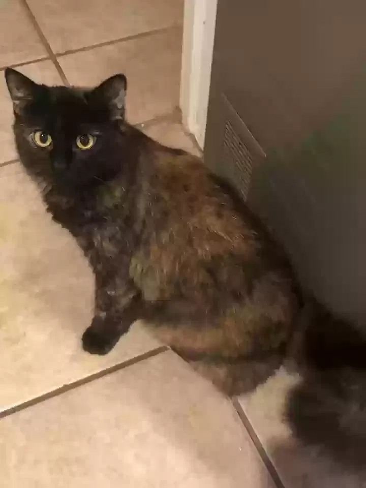 Lost cat in Fort Worth, TX, 76106