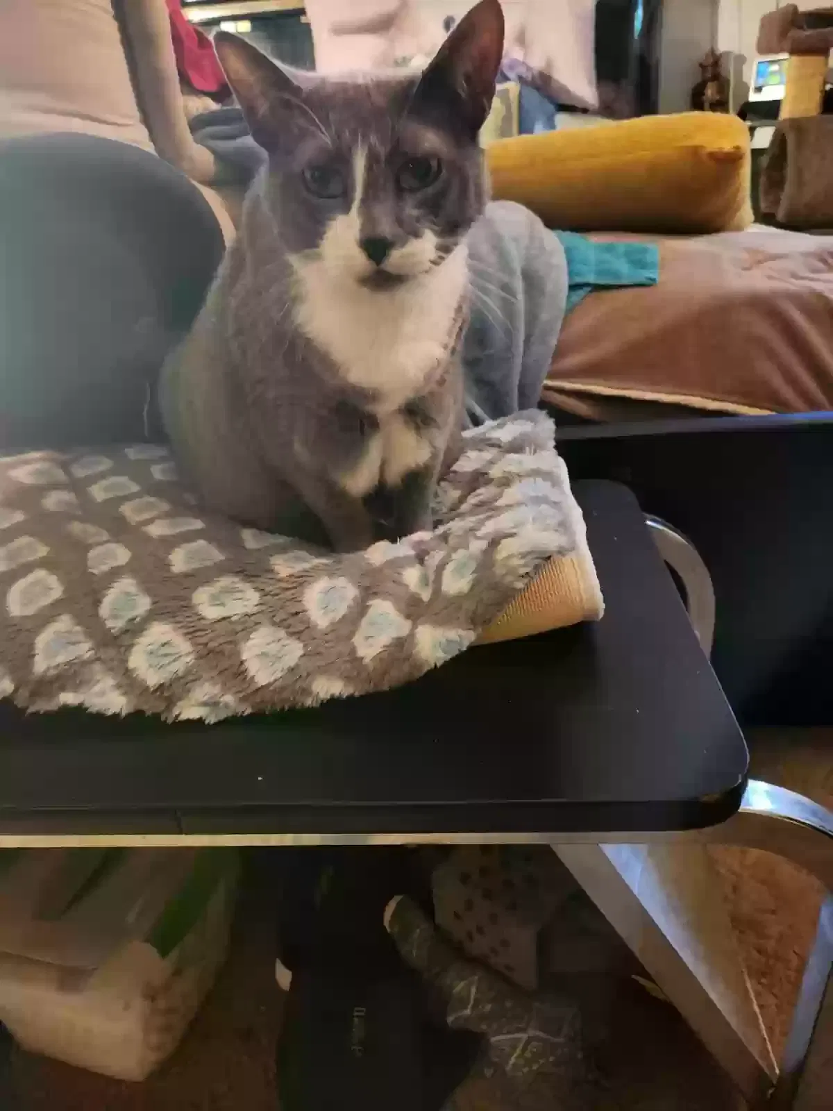 Lost cat in Newton, NJ, 7860