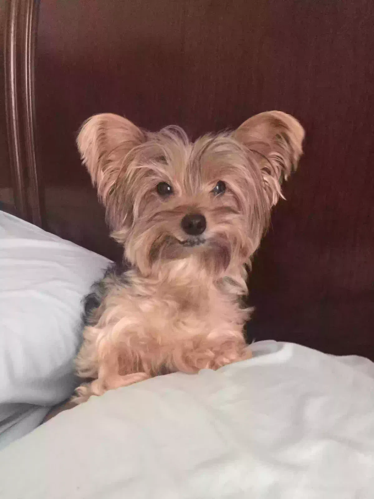 Lost dog in Sharpsburg, GA, 30277