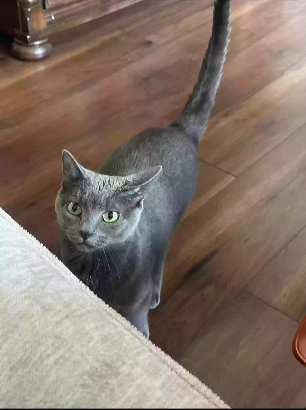 Lost cat in North Brunswick, NJ, 8902