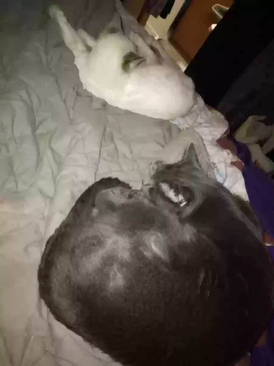 Lost cat in Mocksville, NC, 27028