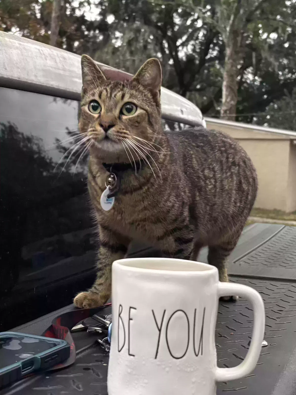 Lost cat in Altamonte Springs, FL, 32714