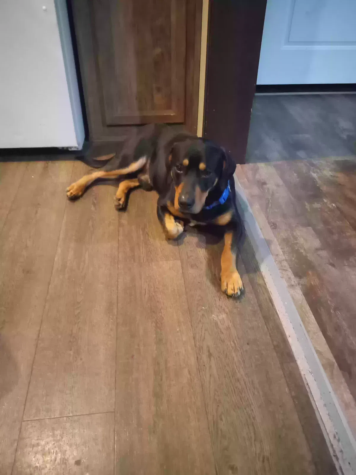 Lost dog in Gentryville, IN, 47537