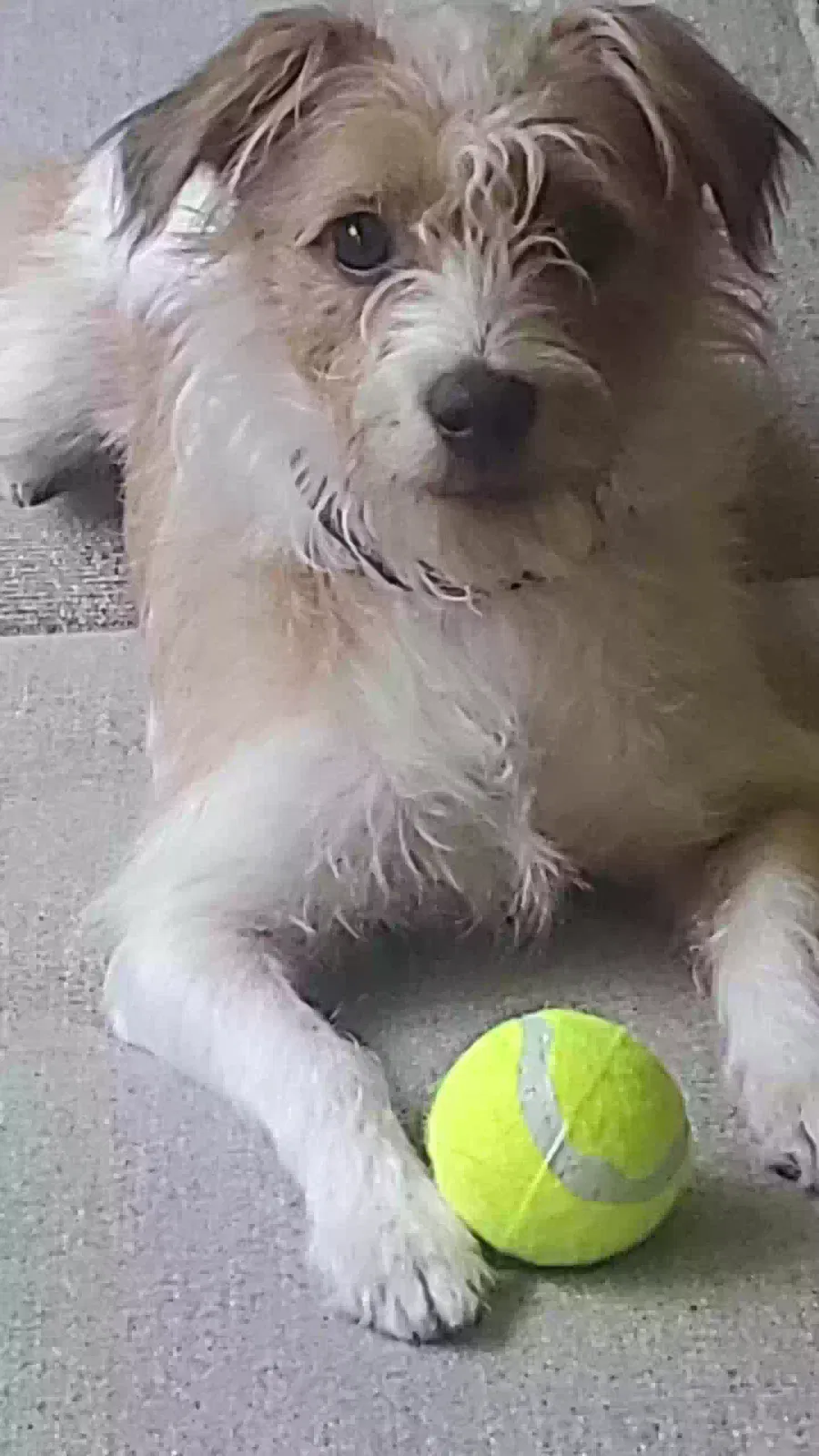 Lost dog in Perryville, AR, 72126