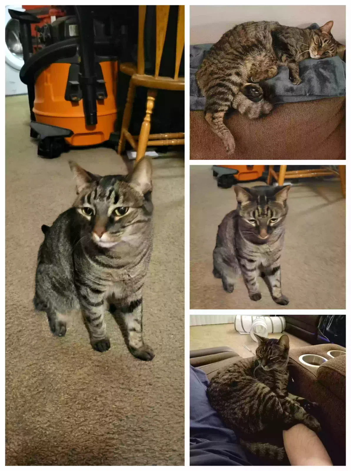 Lost cat in Salt Lake City, UT, 84107