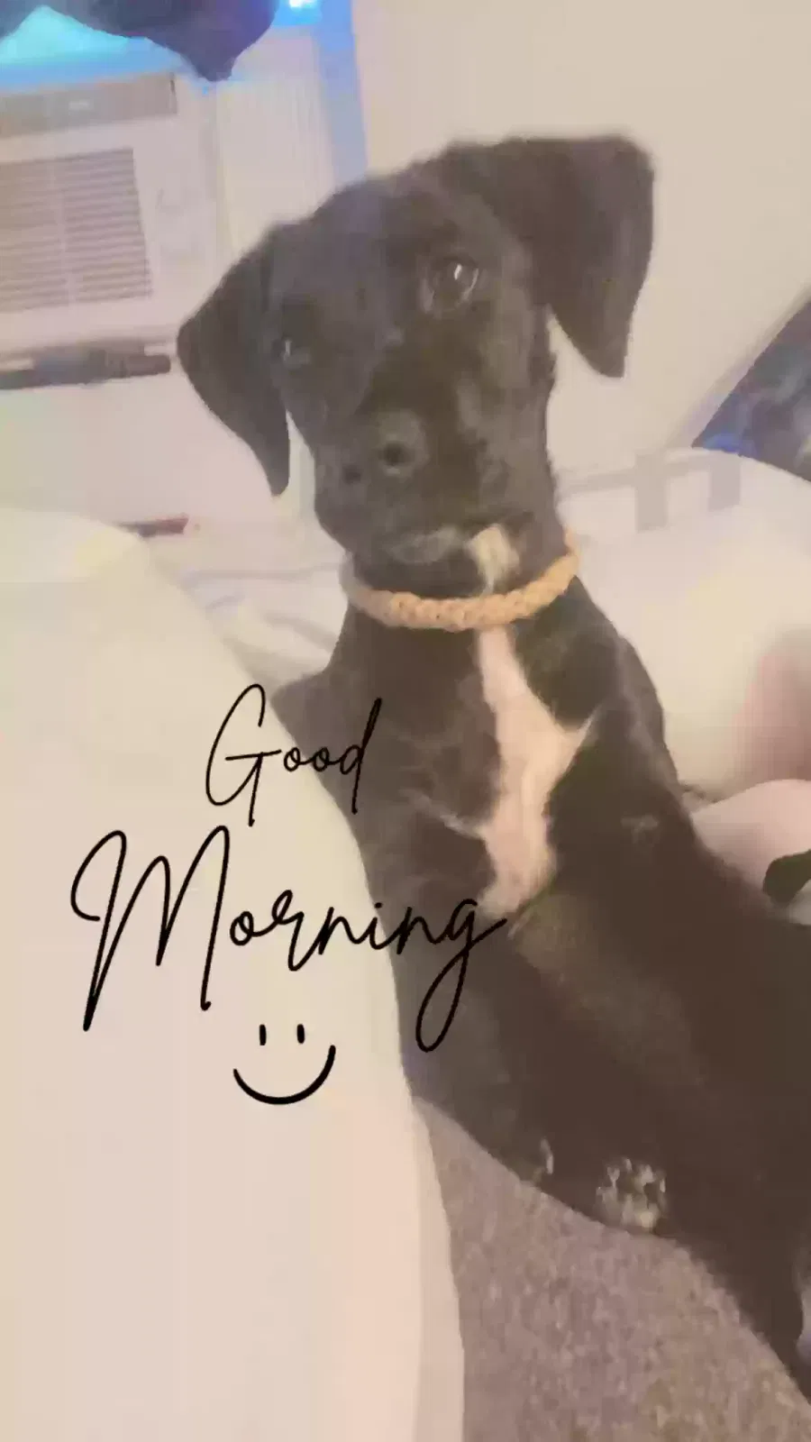 Lost dog in Temple, GA, 30179