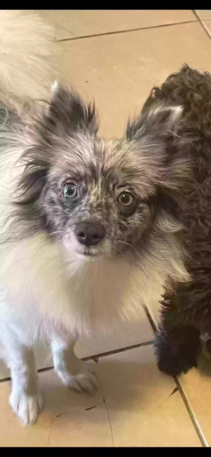 Lost dog in Dallas, TX, 75220