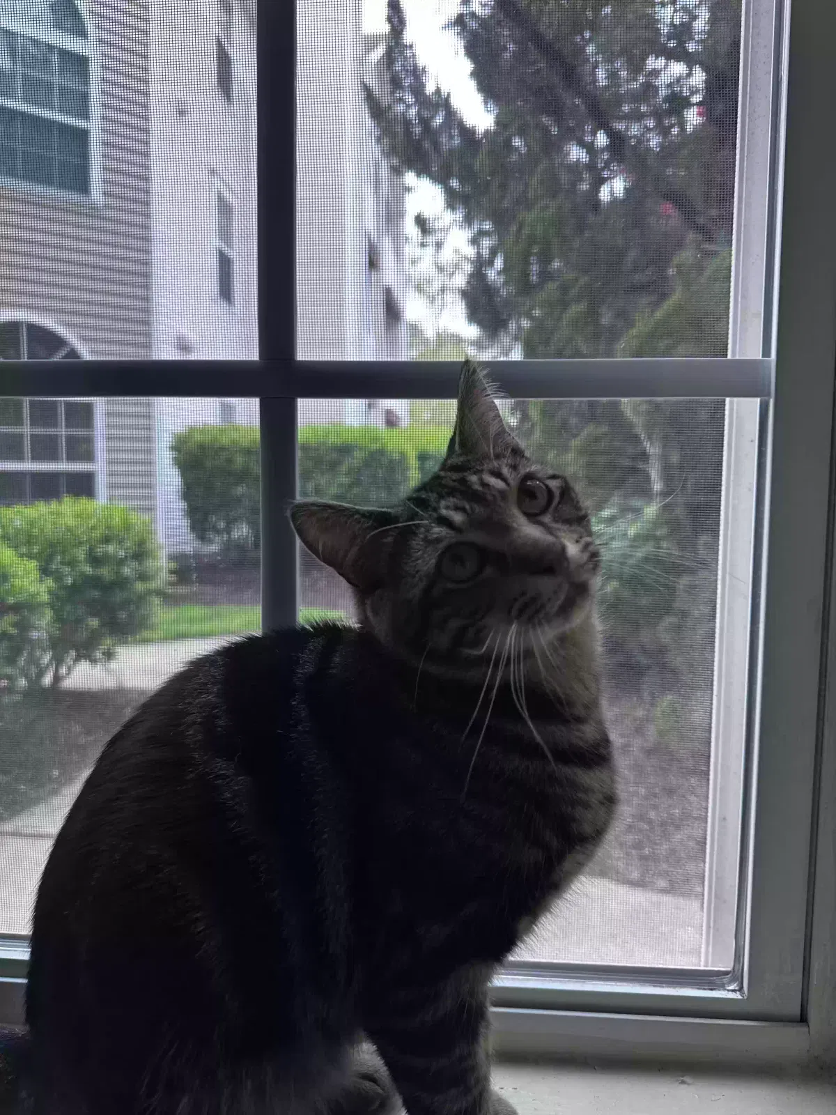 Lost cat in Virginia Beach, VA, 23462